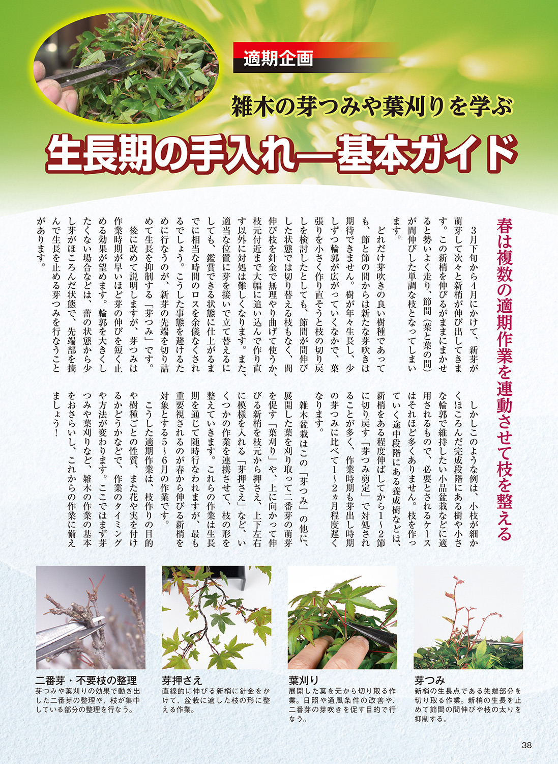 極美品 園芸植物大事典 全6巻 極美品 園芸植物大事