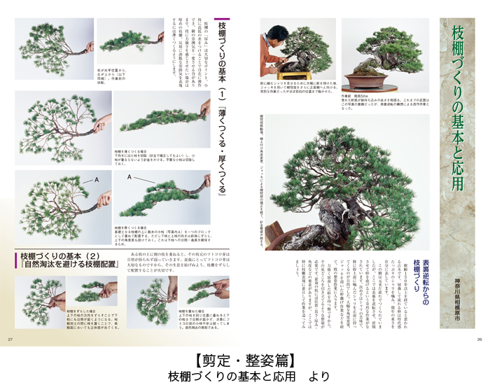 盆栽樹形の作り方 阿部倉吉 五葉松盆栽の作り方―図解で示す盆栽樹形の