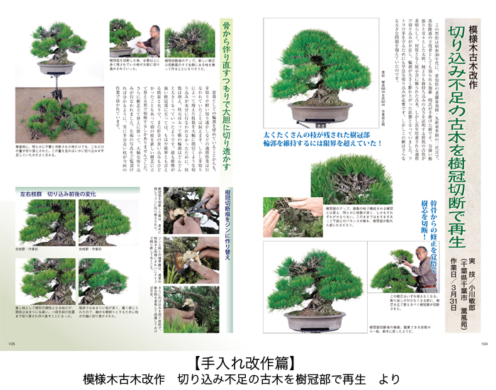 作業実例から学ぶ 黒松盆栽 | 盆栽、盆栽書籍、盆栽鉢の通販│近代出版