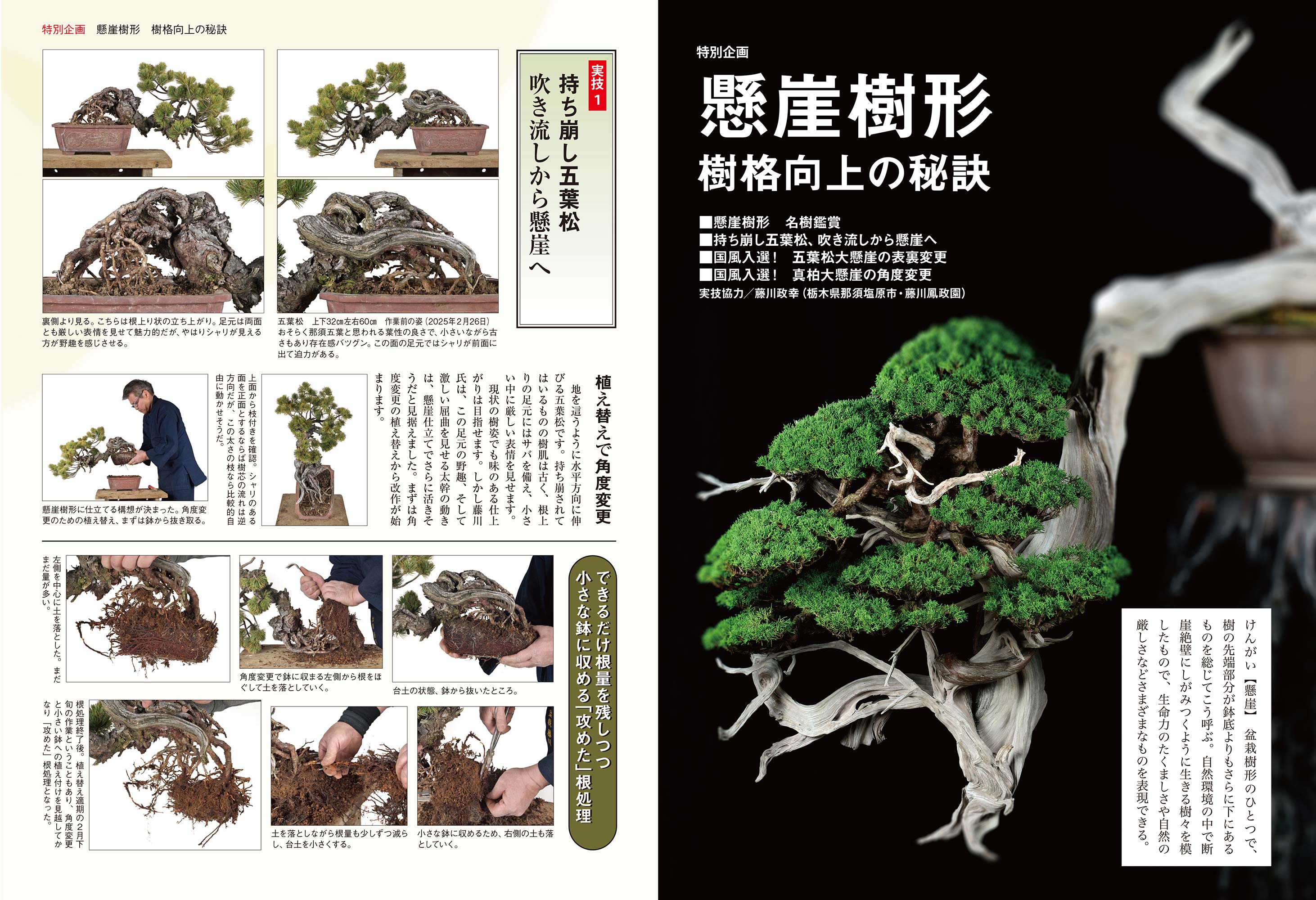 月刊「近代盆栽」2025年10月号 | 盆栽、盆栽書籍、盆栽鉢の通販│近代出版