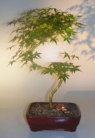 Japanese Green Maple Bonsai Tree Curved 