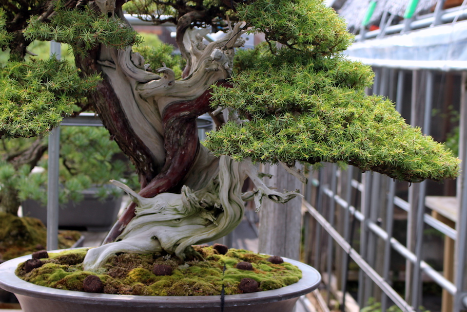 杜松 - 盆栽エンパイア