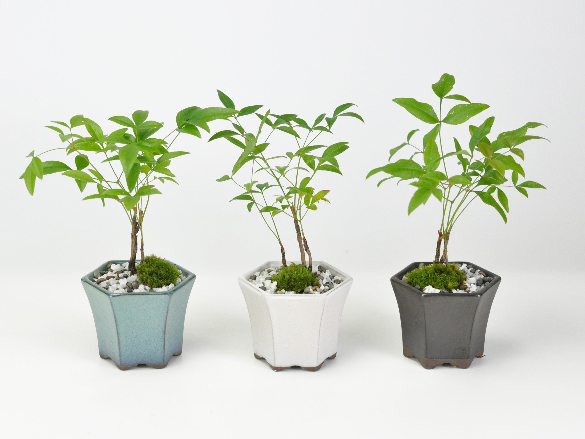 盆栽 ミニ南天寸景 六角鉢の盆栽の販売｜盆栽妙 – 盆栽妙 本店