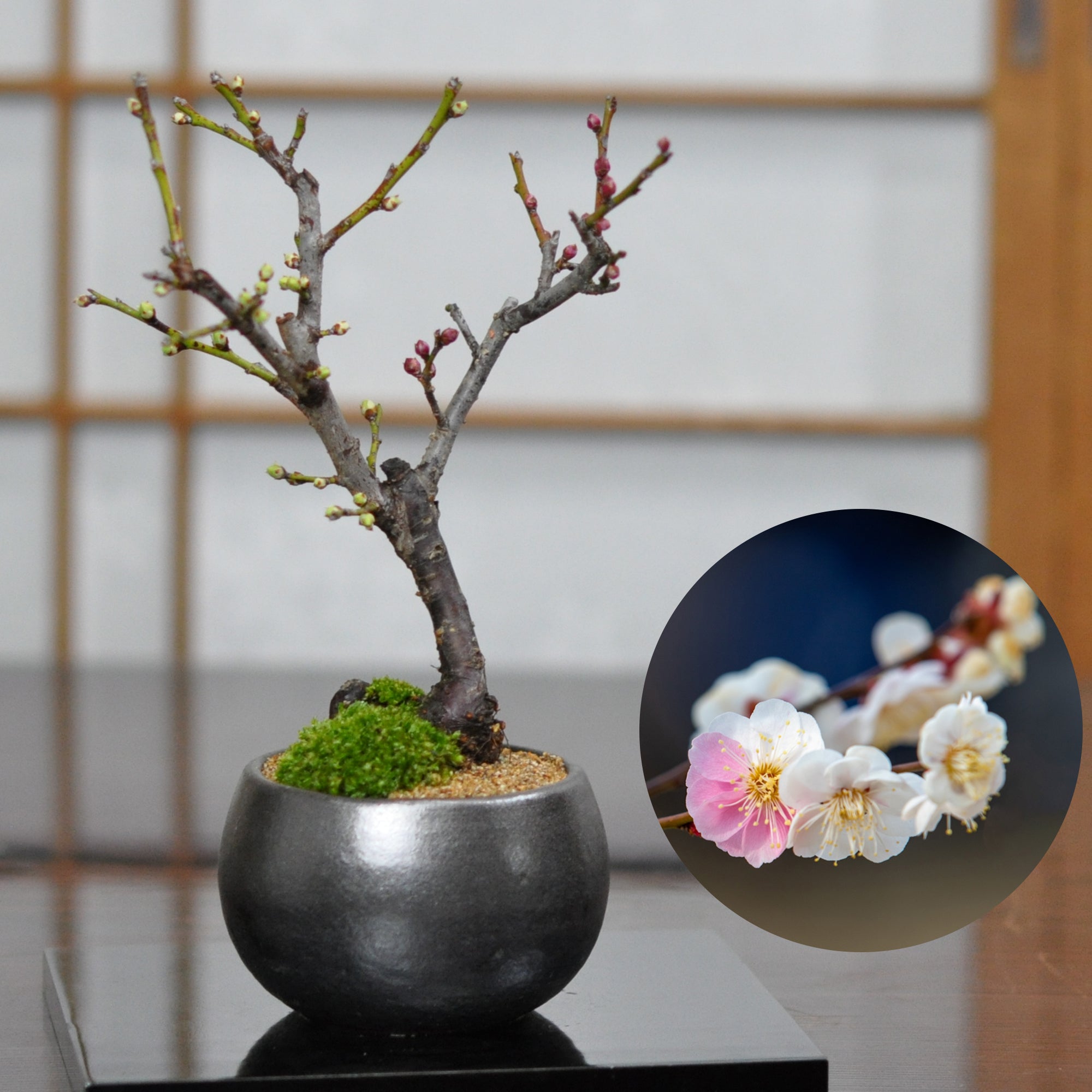 梅（ウメ）盆栽の販売｜盆栽妙 – 盆栽妙 本店