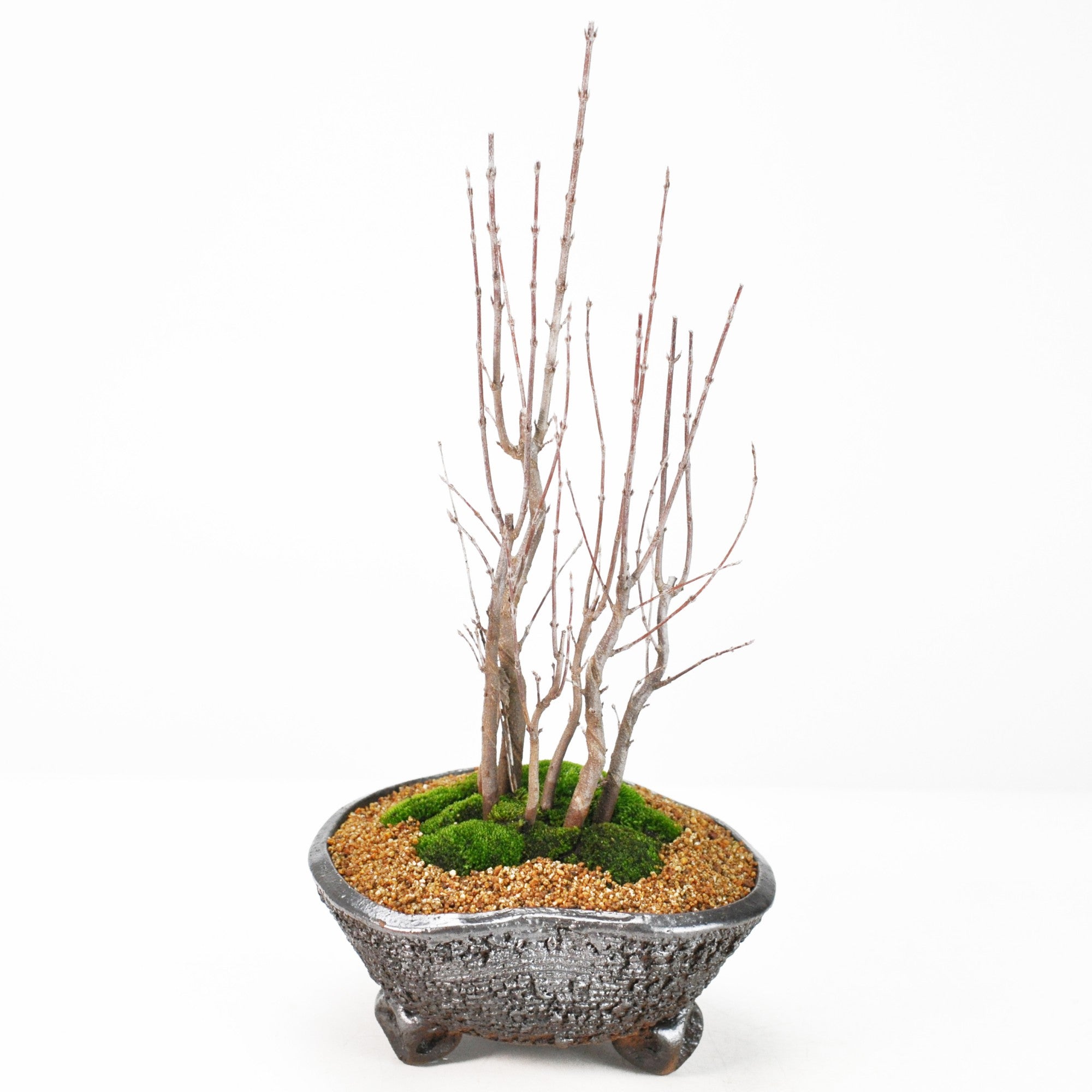 カエデ（楓）盆栽の販売｜盆栽妙 – 盆栽妙 本店