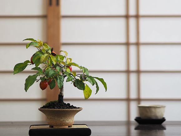 老爺柿 5年生｜盆栽妙 – 盆栽妙 本店