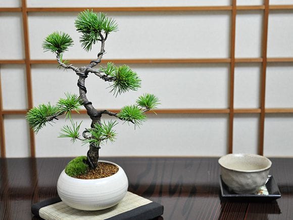 三河の五葉松の盆栽を販売｜入門は盆栽妙 – 盆栽妙 本店