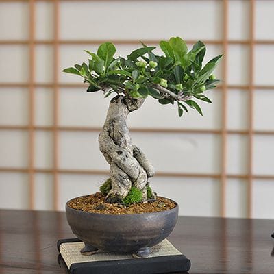 マユミの盆栽の販売｜盆栽妙 – 盆栽妙 本店