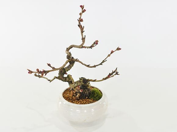 小品十月桜｜盆栽妙 – 盆栽妙 本店