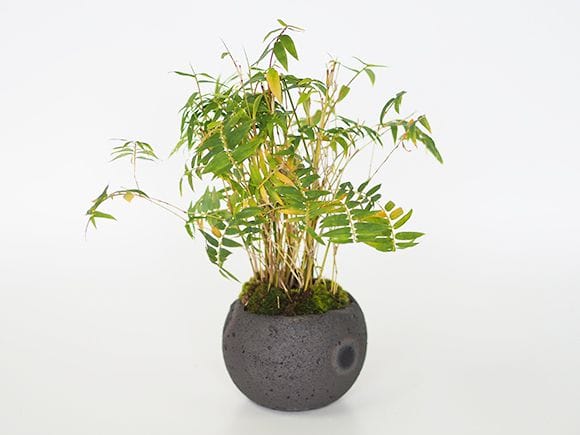 鳳凰竹の寄せ植え｜盆栽妙 – 盆栽妙 本店