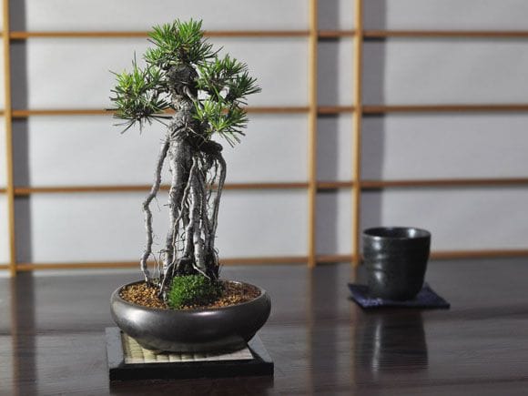 根上がりの黒松盆栽の盆栽を販売｜入門は盆栽妙 – 盆栽妙 本店