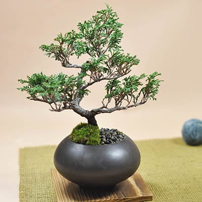 五葉松 大品盆栽 樹齢35年の一点物盆栽を販売｜盆栽妙 – 盆栽妙 本店