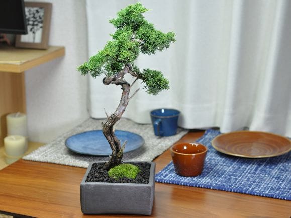 真柏 文人の盆栽を販売｜盆栽妙 – 盆栽妙 本店