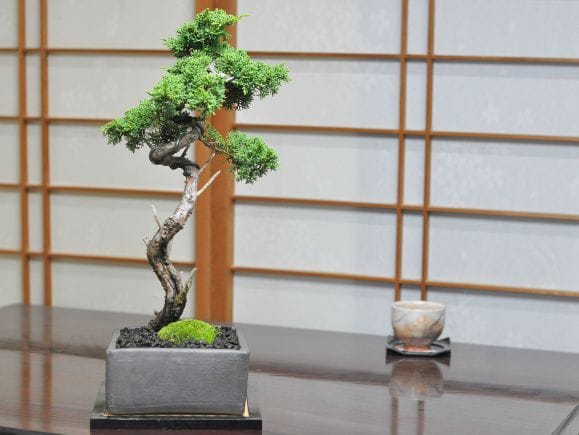 真柏 文人の盆栽を販売｜盆栽妙 – 盆栽妙 本店