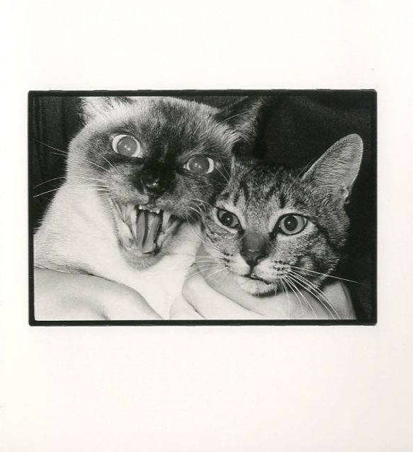 深瀬昌久 写真集 Wonderful Days special edition 深瀬昌久写真集