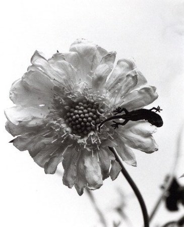 花陰 / 著：荒木経惟 | 小宮山書店 KOMIYAMA TOKYO | 神保町 古書