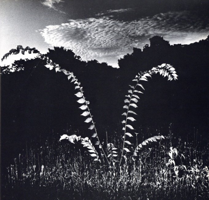 植物に / 写真：山村雅昭 | 小宮山書店 KOMIYAMA TOKYO | 神保町 古書