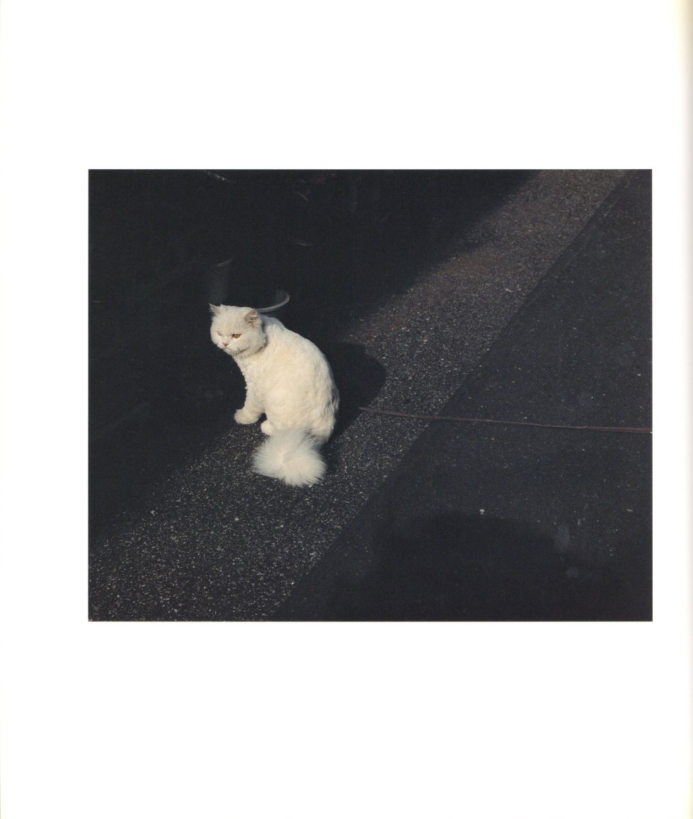 生きている / 佐内正史 | 小宮山書店 KOMIYAMA TOKYO | 神保町 古書