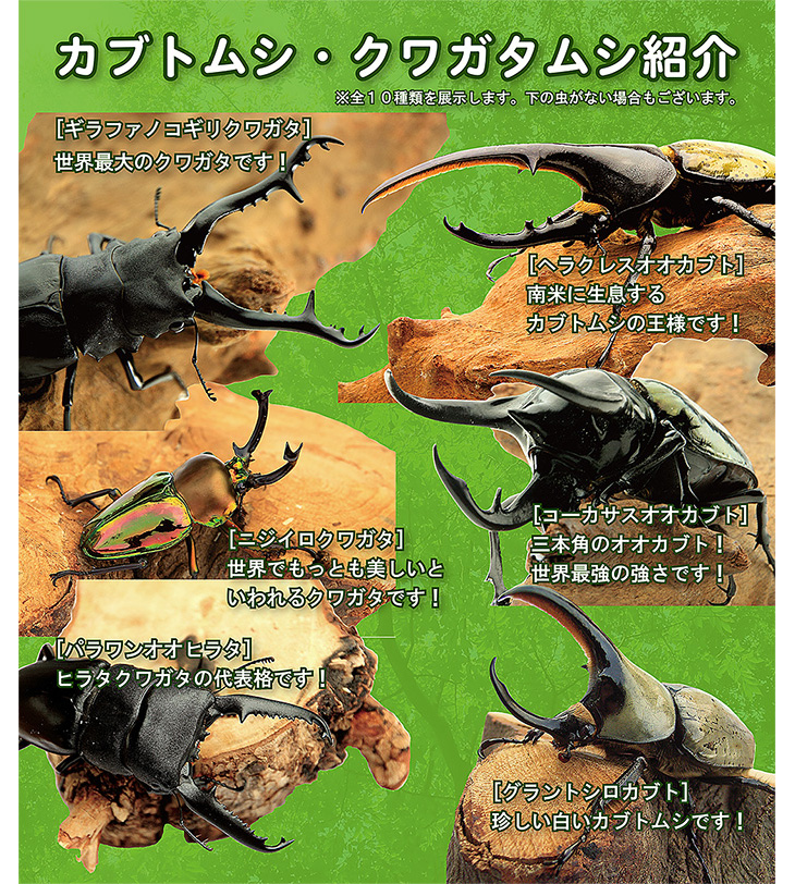 イベント用カブトムシ・クワガタムシの卸し販売のご案内。世界の