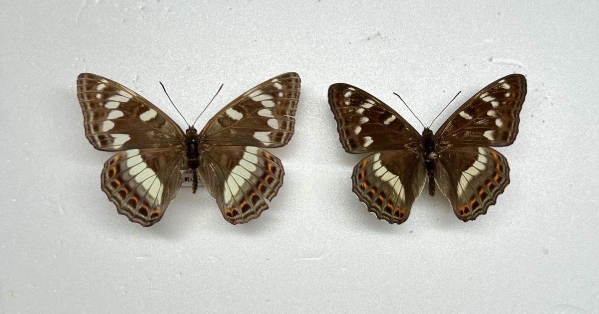 オオイチモンジを見るなら7月の北海道がおすすめ！ | 自然観察・昆虫