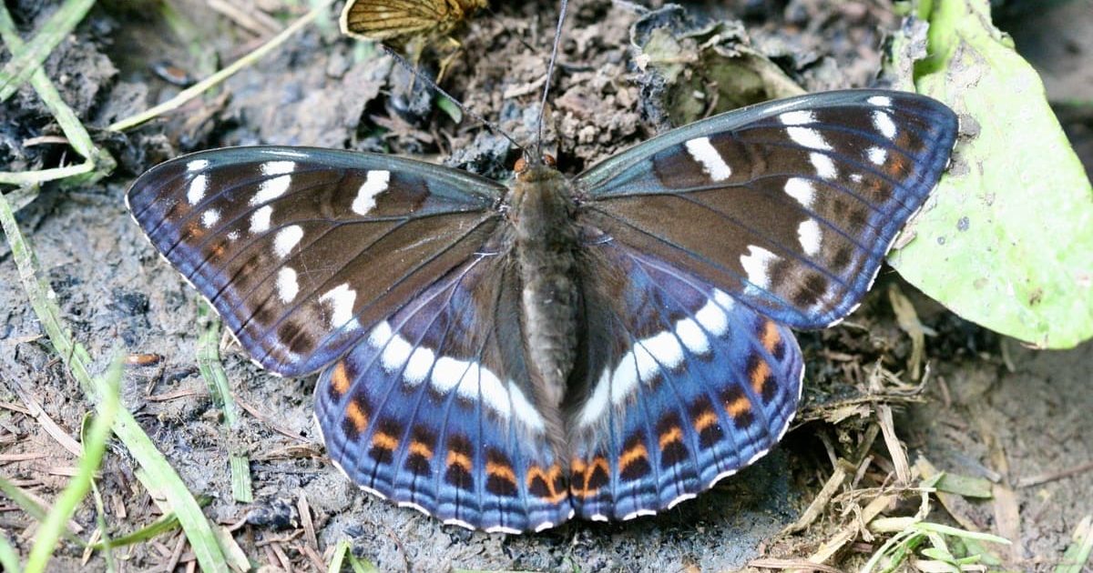 虫屋が狙うチョウ「オオイチモンジ」とは？ 本州では採集禁止だが