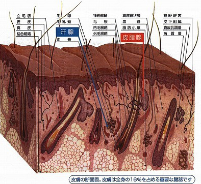 フジカ・スマーティによる遠赤外線温熱療法 | 次世代の健康づくりを