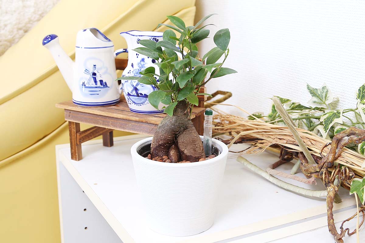 清潔感もあるレカトン植えのガジュマル ホワイト鉢 通販 販売｜観葉