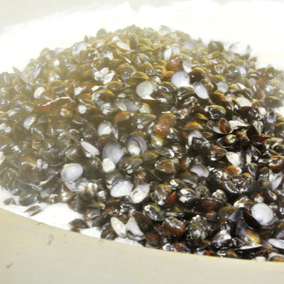 あうん「さとしのしじみエキス」オルニチン豊富、添加物不使用