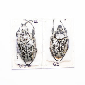 A PAIR of African Goliath Beetle (Goliathus orientalis) A1
