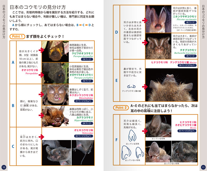 コウモリ識別ハンドブック