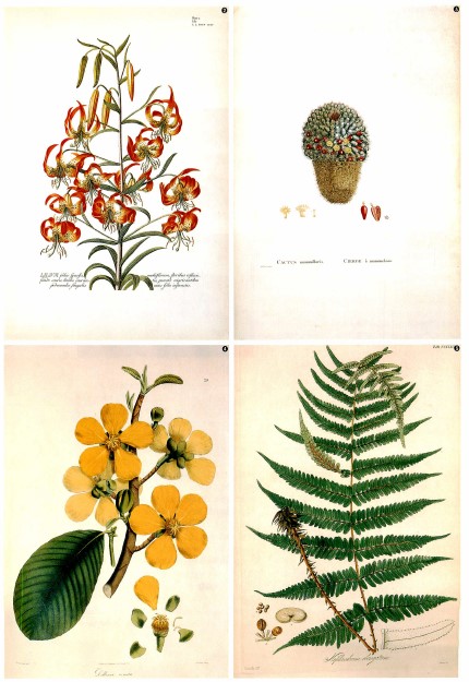 Gallery 科学と芸術が生んだ植物画 | JT生命誌研究館