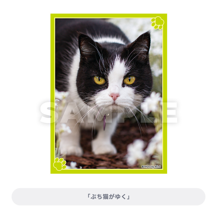 ブロッコリートレカアイテムくじEX「猫これくしょん」｜ブロッコリー