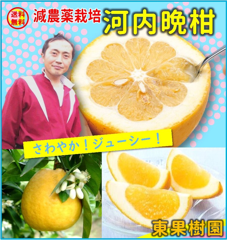 グリーンコープ 産直市場 / 東果樹園 安心・安全 減農薬栽培河内晩柑 2025