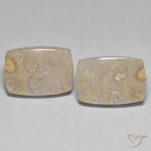 化石サンゴ：化石サンゴの宝石を購入する-手頃な価格