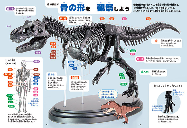 ティラノサウルス1/35骨格模型キット｜学研サイエンスキッズ