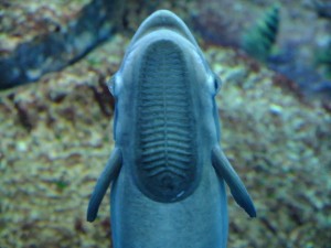 何か、いる・・・。 – 男鹿水族館GAO