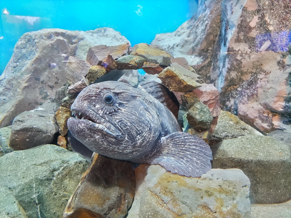 オオカミウオ – 男鹿水族館GAO