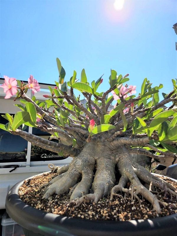 極美タコ足/超極太/塊根植物】アデニウム タイソコトラナム タコ足