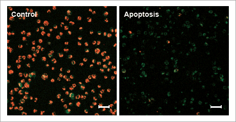 ミトコンドリア膜電位検出キット JC-1 MitoMP Detection Kit 同仁化学