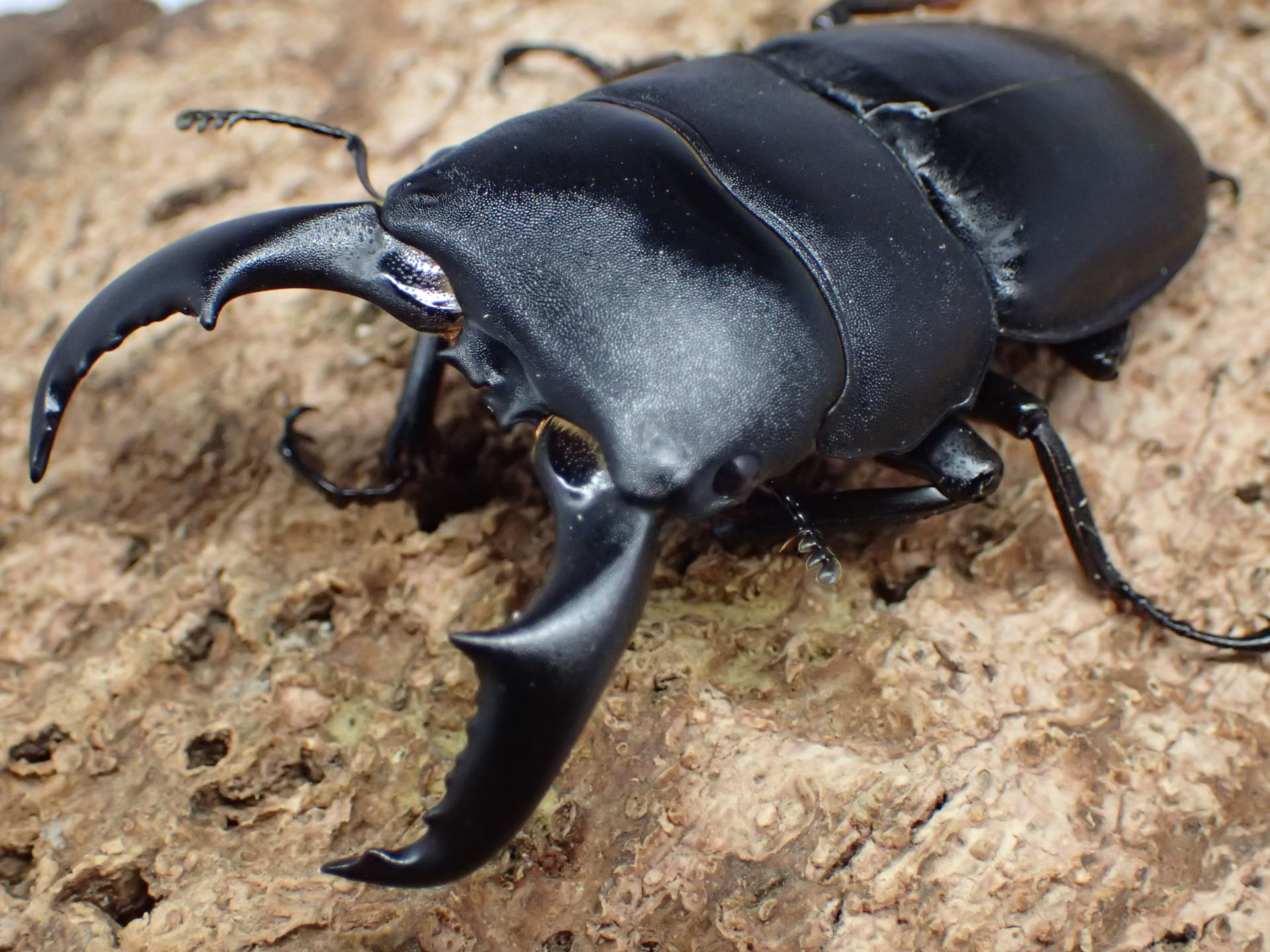 むしやどんぐり / アマミヒラタクワガタ