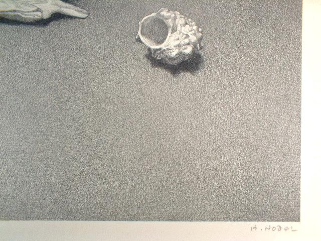 野田弘志 貝殻（鉛筆デッサン）