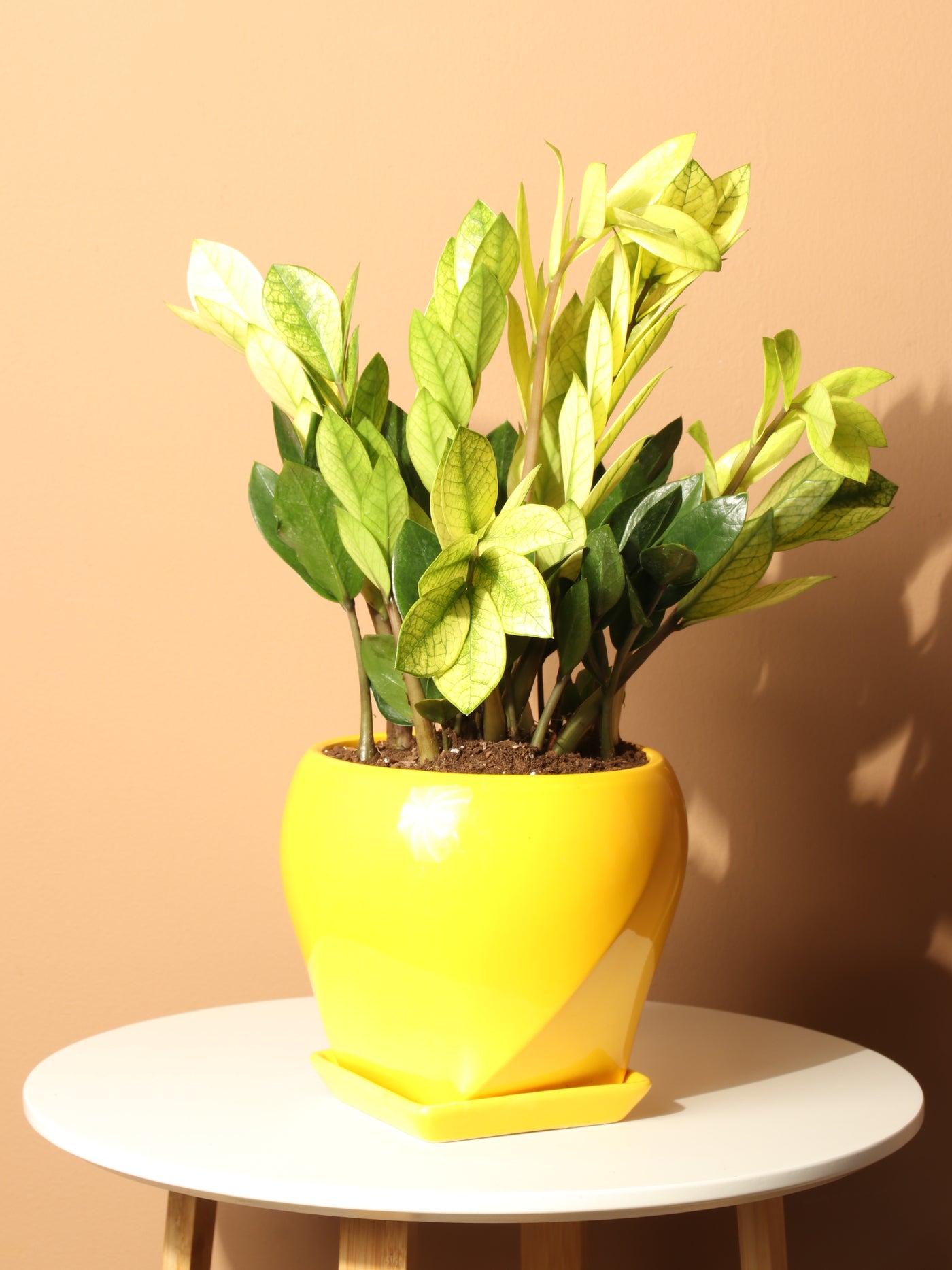 Medium ZZ Plant 'Chameleon' – Dahing Plants