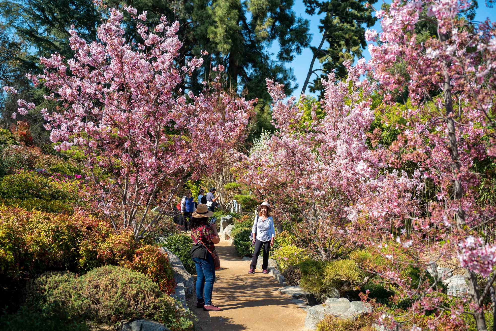 Photos: Time to get out and enjoy cherry trees' telltale pink