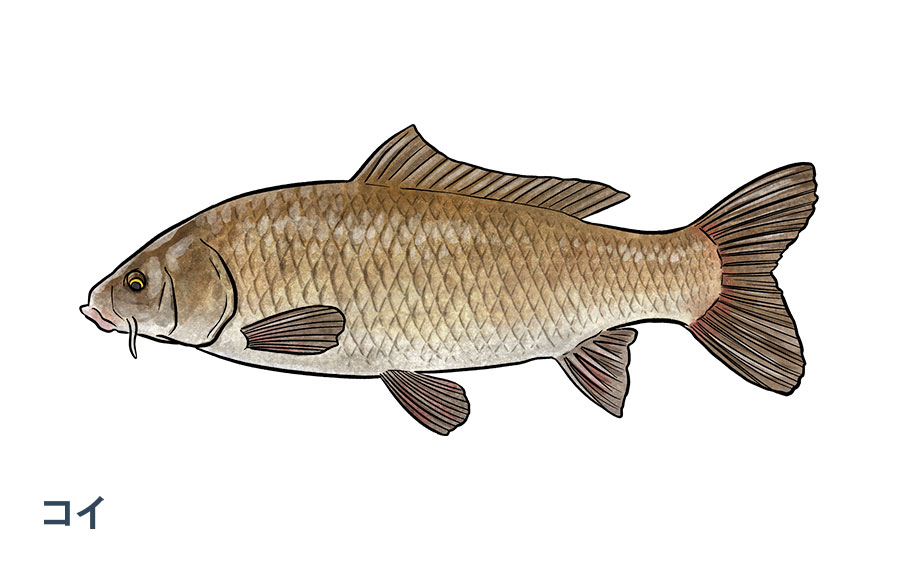 こんな所で釣りはできる！コイを釣る｜DAIWA 初心者のための釣り入門