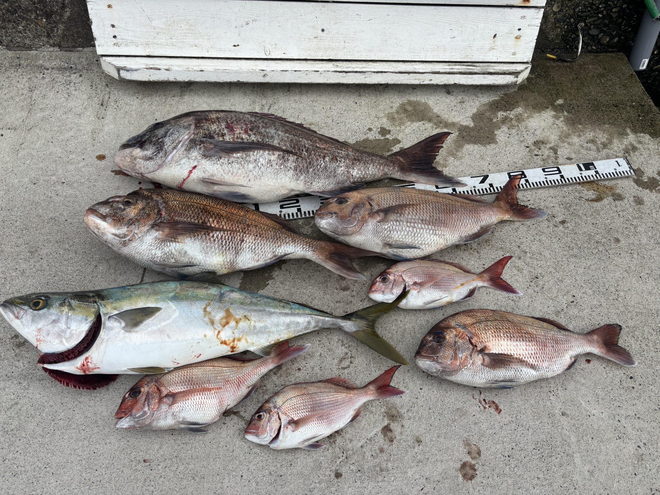 超のっこみ】パンチ1号様 マダイ92センチ！！ブリ マダイ大漁