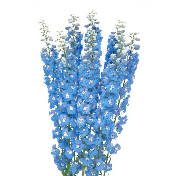 Buy Delphinium Sea Waltz Blue in Bulk – Wholesale | Danisa Flowers