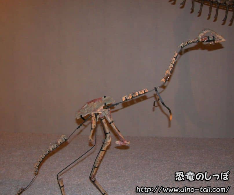 ガリミムス | 恐竜のしっぽ -図鑑-