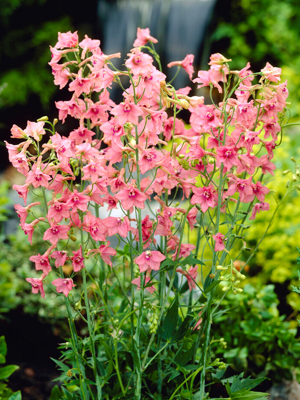 Delphinium ruysii 'Pink Sensation' | Buy Larkspur at DutchGrown™