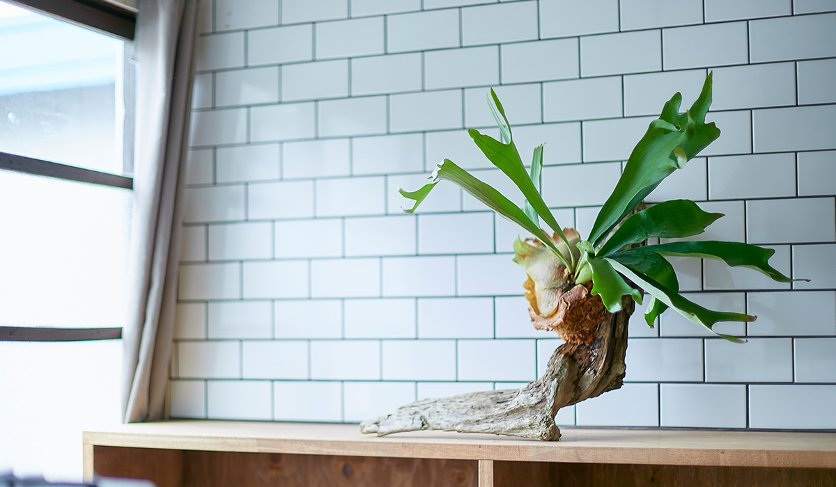 お部屋にカッコよく飾りたい！観葉植物（ビカクシダ）の上手な着生方法