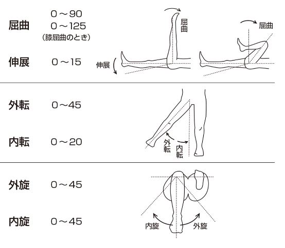 人工股関節手術（置換術）について | 石部基実クリニック